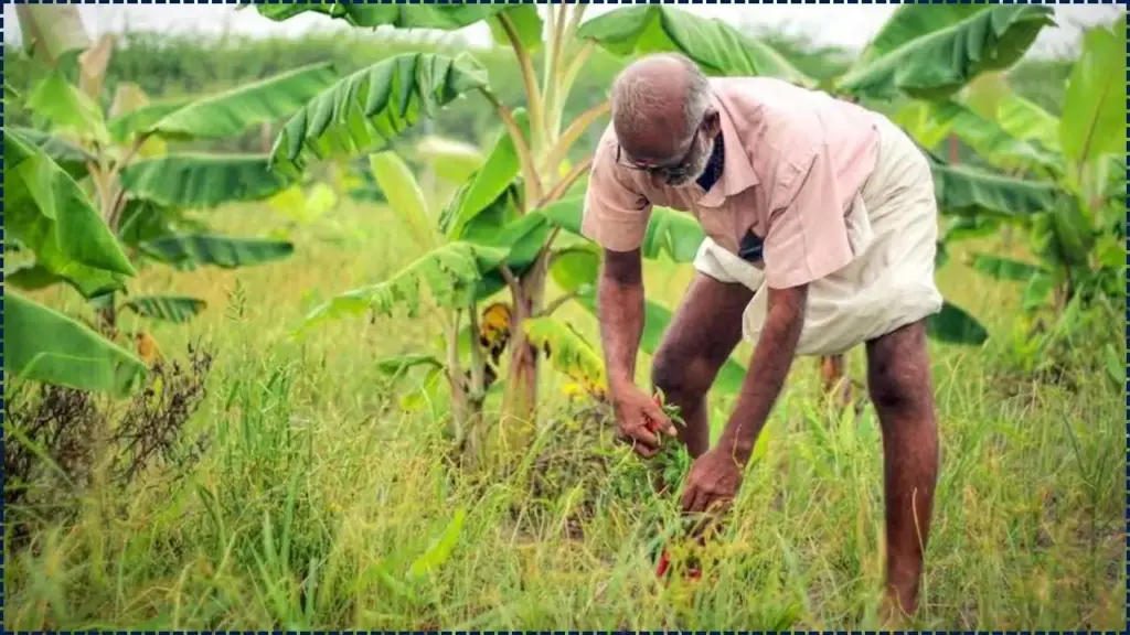 MNREGA-Funded Litchi Farming Launched